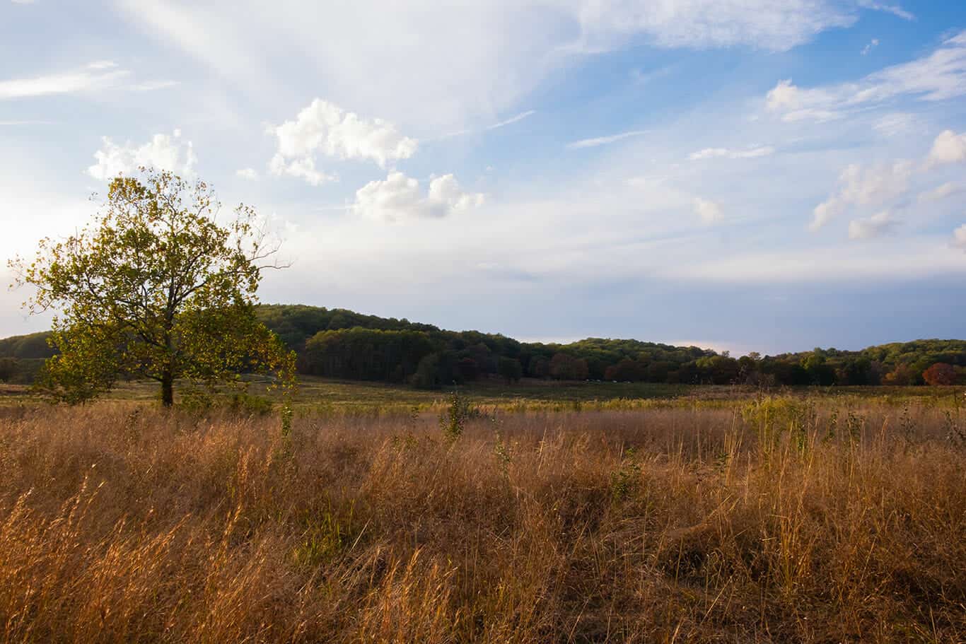 A landscape in Valley Forge, there is golden grass and tree covered hills