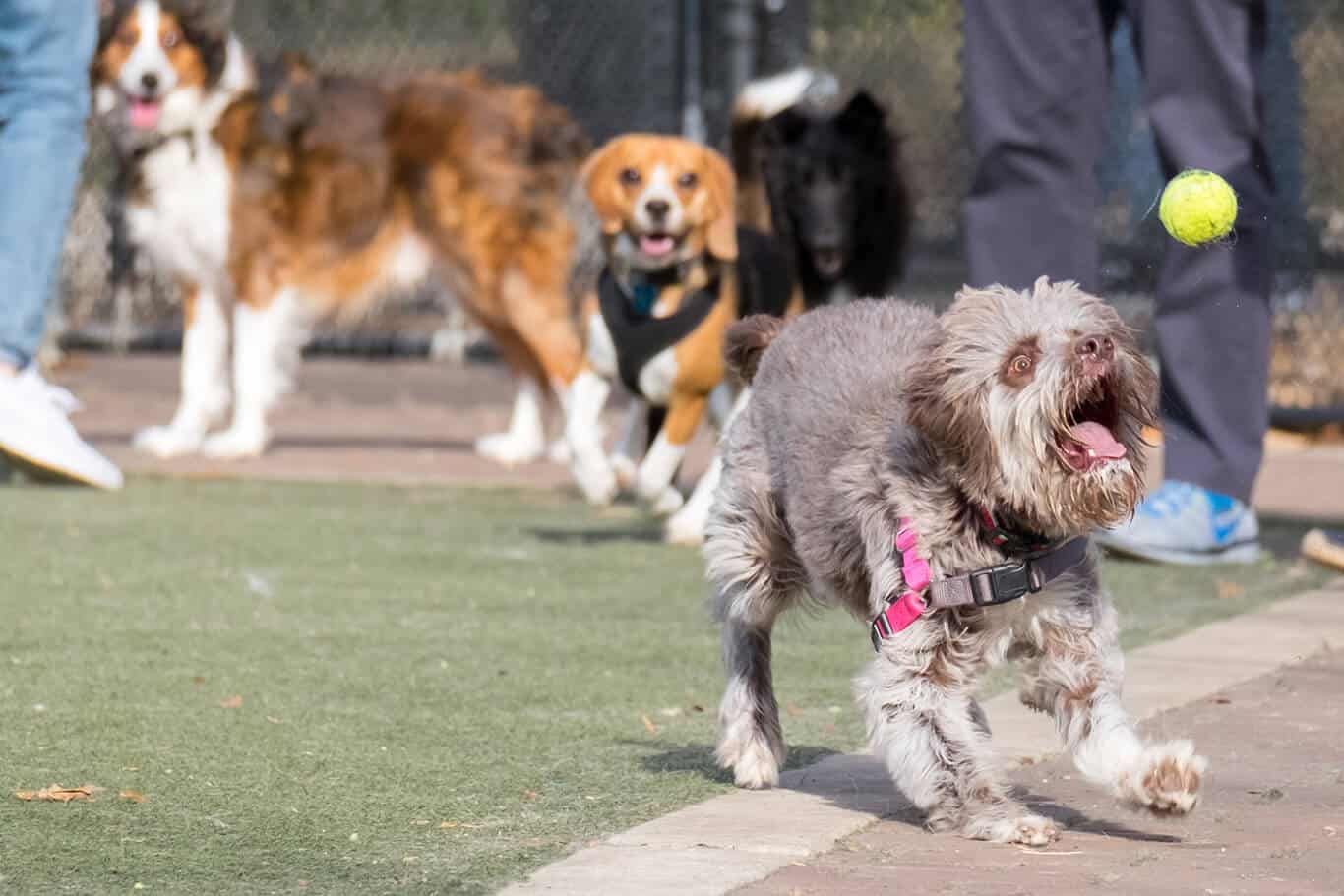 A dog trying to catch a tennis ball