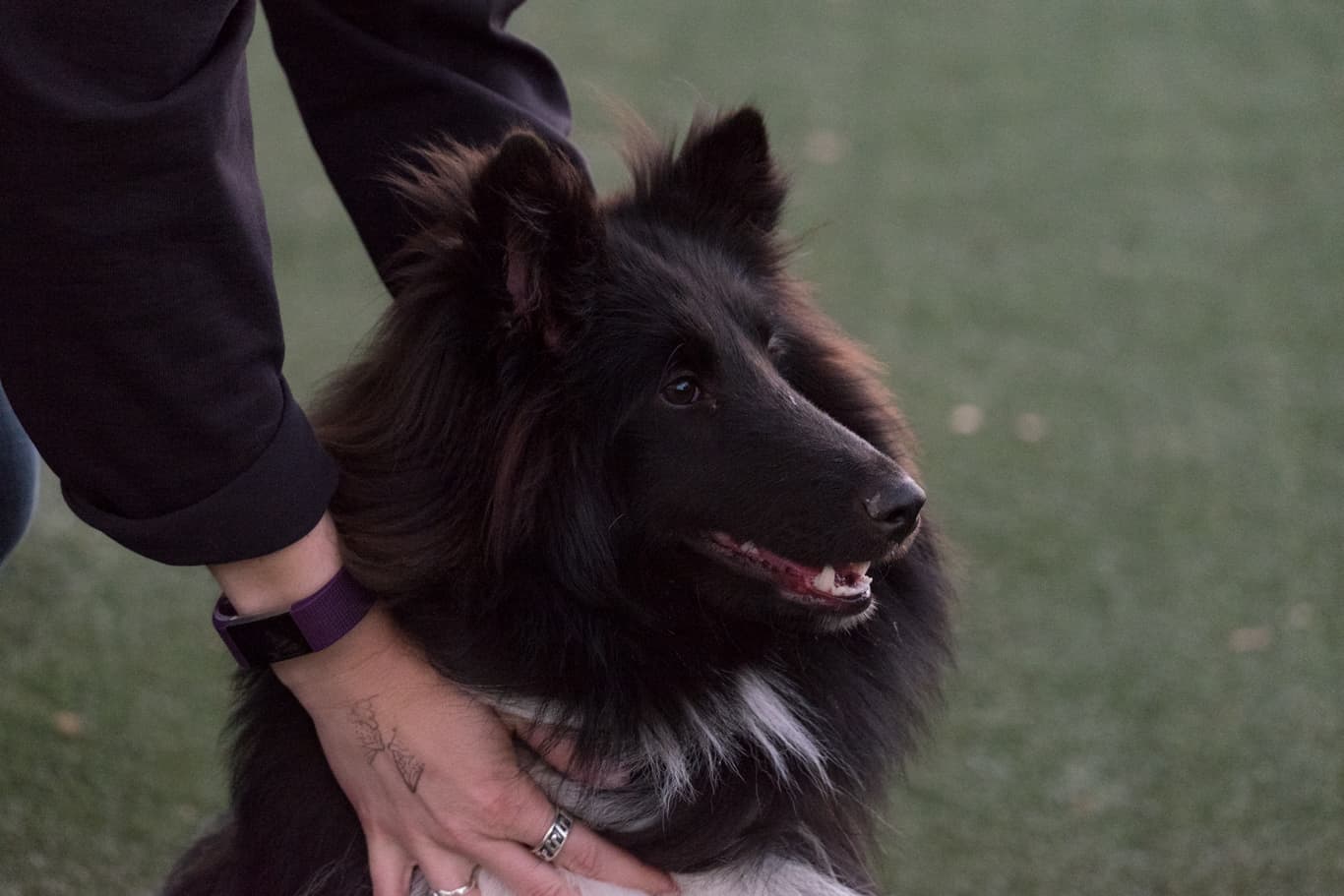 A black Shetland Sheepdog being held