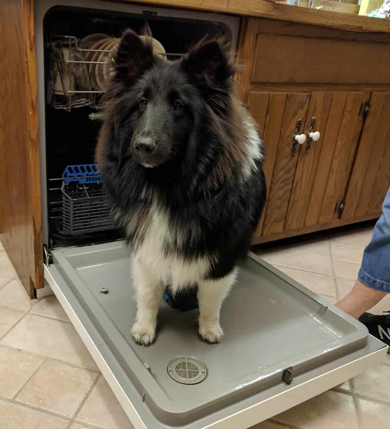 A black Shetland sheepdog standing on an open dishwasher door.)