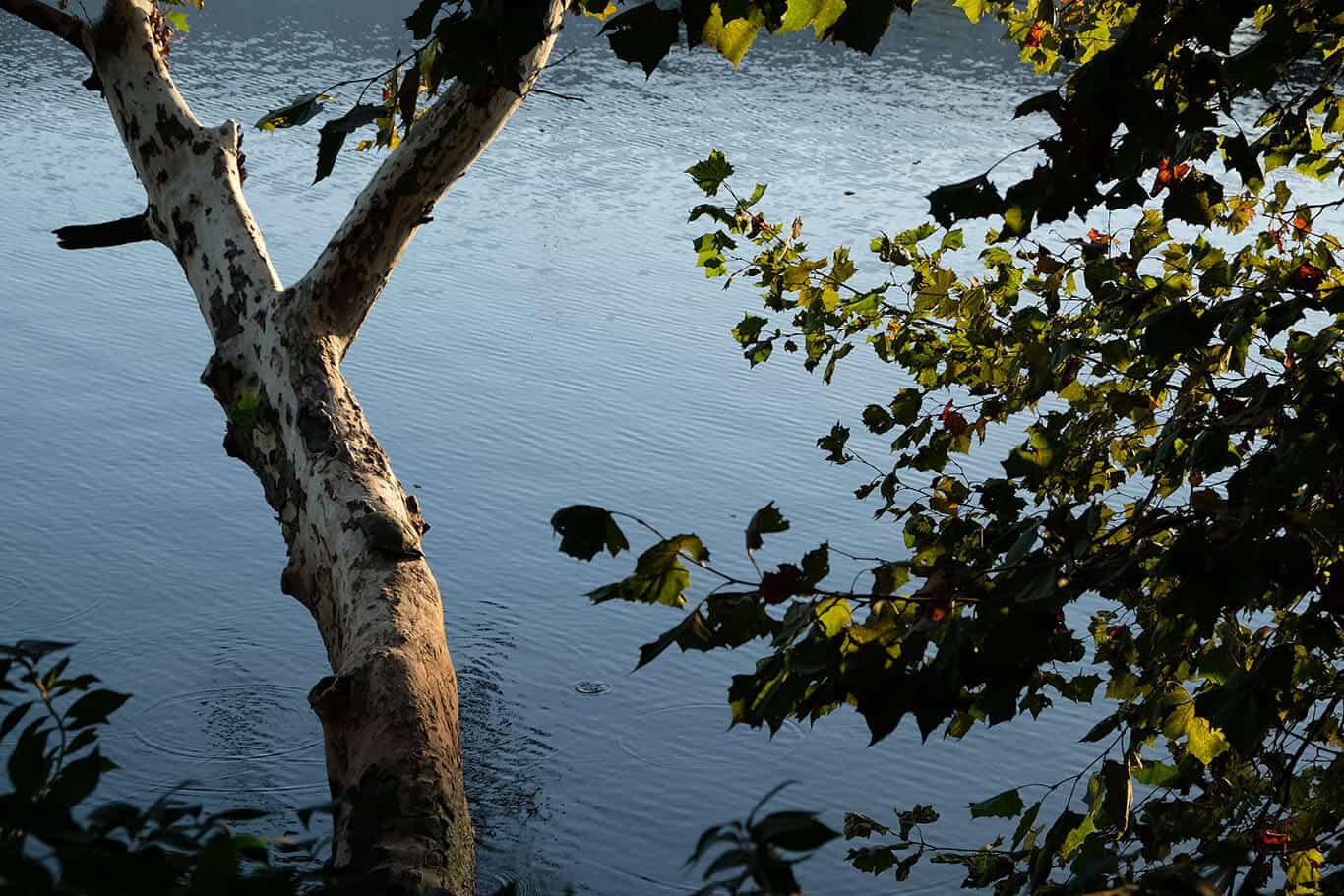 A turtle basks on a log over water - from far away